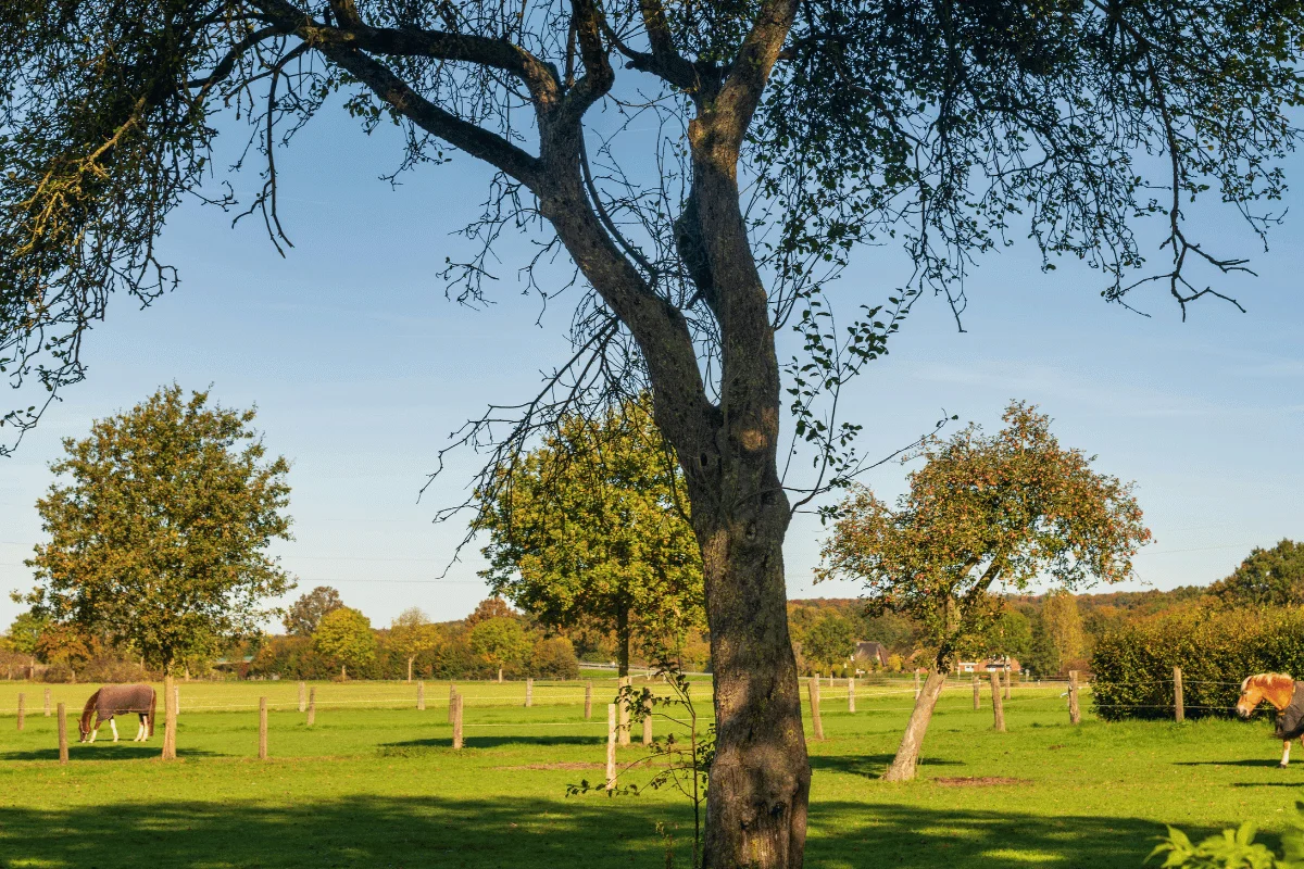 A tranquil rural scene with a tree in the foreground, horses grazing in a sunlit meadow, and scattered trees under a clear blue sky, conveying serenity.